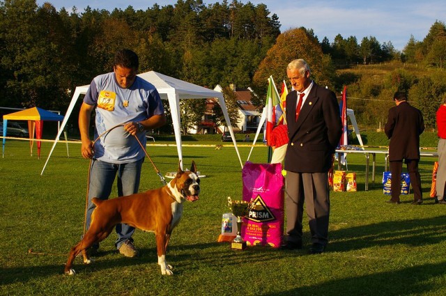 www.boxer-show.eu
